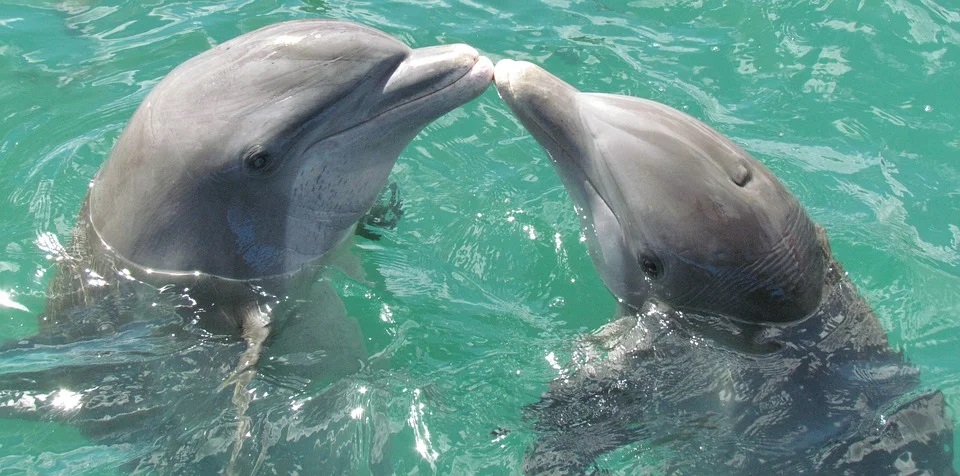 Количество дельфинов, которых содержат в неволе в разных странах
